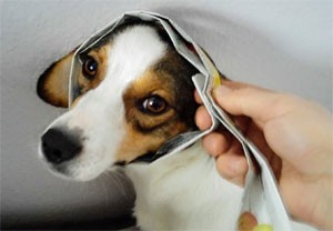 Umfang messen beim Hund