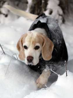Ist ein Hunde-Wintermantel oder eine Hunde-Winterjacke für den Hund sinnvoll?